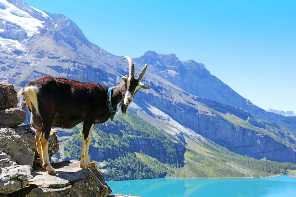 Mountain goat perched on a rock in front of a mountain lake and mountain views in the background.