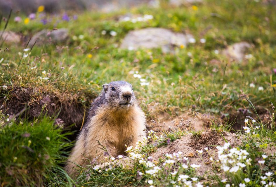 Marmot appearing from its burrow in the mountains of Meribel surrounded by wildflowers. One of the creatures you could see on your family summer holidays in the Alps.