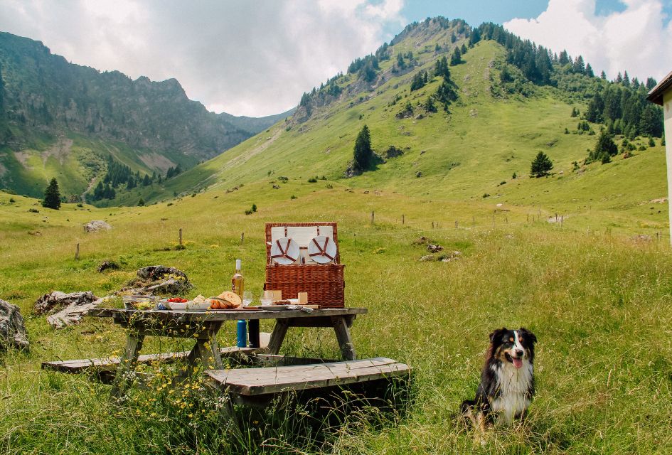 A dog in lush green mountain grass sits in the sun beside a picnic table with snacks, a bottle of wine, and a picnic basket, enjoying his summer holidays in Morzine.